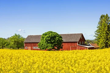 Idyllic old red barn by a rapeseed field in bloom a sunny summer day © Lars Johansson