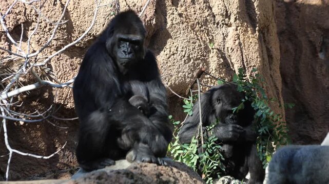 Baby Gorilla With Mama Gorilla And Tree Branch Gorilla