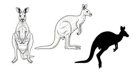 Naklejka premium Hand drawn kangaroo set front view side view and jumping silhouette animal vector illustration