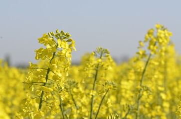 Obraz premium Yellow rapeseed field (canola) in the Czech countryside under blue sky on a sunny spring day. Close-up view of blooming plants with vibrant colors, perfect for agriculture, nature, background