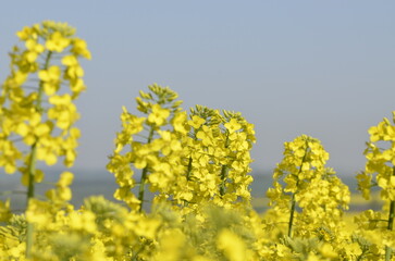 Obraz premium Background view of yellow rapeseed flowers (canola) in bloom. Bright spring field with vibrant colors, perfect for agriculture, nature, and natural background concepts with copy space.