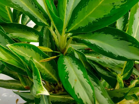 Closeup shot of Dieffenbachia seguine, Comigo ningu&eacute;m pode, Araceae family. The green is vivid and exuberant. Beautiful Plant in The Garden.