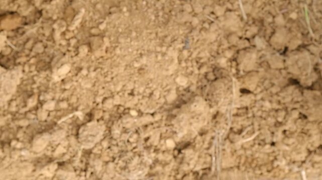 Close up hand of woman farmer taking fertile soil and examining its quality. Elderly female working on agriculture farm field in summer. Sunset lit background slow motion
