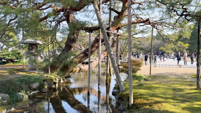 Tranquil stream flowing under ancient pine trees at Kenrokuen garden in Kanazawa Japan during sunny winter day.