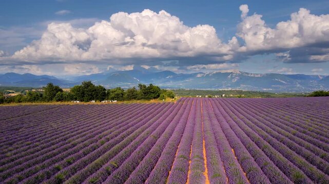 Aerial view of lavender field with cumulus clouds and mountains in Unesco Geopark of Haute-Provence. Summer in Alpes-de-Haute-Provence (Alps), France