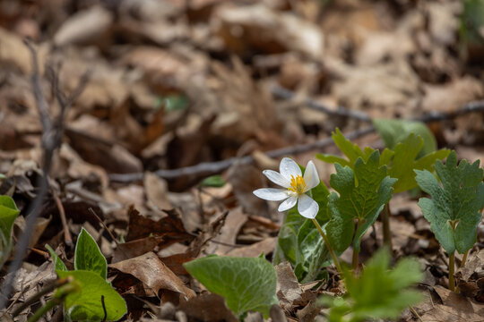 Close up view of an uncultivated Bloodroot (sanguinaria canadensis) wildflower blooming in a woodland ravine in early spring
