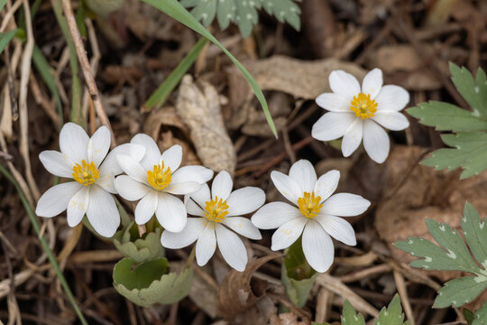 Close up view of uncultivated Bloodroot (sanguinaria canadensis) wildflowers blooming in a woodland ravine in early spring
