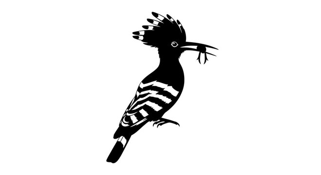 Hoopoe bird black and white silhouette vector illustration with insect