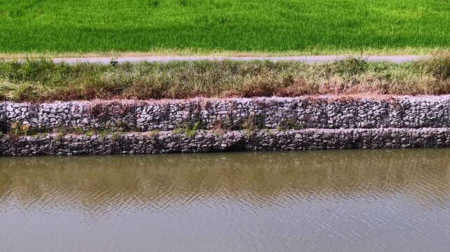 Drone view of stone gabion riverbank and rice field