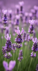 Naklejka premium Lavender Field in Bloom - Aromatic Purple Flowers in Serene Landscape.