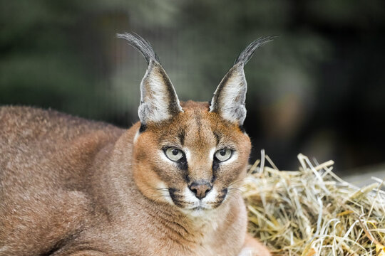 Portrait of a caracal. Close-up of the animal. Caracal caracal.
