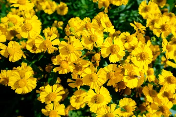 Fototapeten Gänseblümchen Yellow flowers of the daisy family. Close-up of a flowering plant.   © Elly Miller