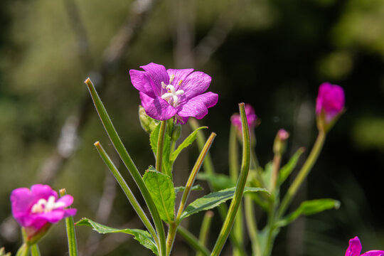 Hairy willowherb blooms in a lush green habitat showcasing vivid purple flowers during a sunny afternoon in late spring