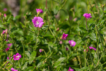 Fototapeta premium Vibrant Epilobium hirsutum blooms in natural habitat during sunny spring afternoon