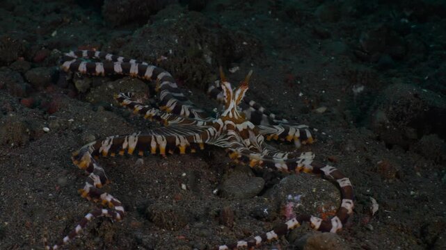 Wunderpus Octopus (Wunderpus photogenicus) foraging on sandy seabed, probing with arms while moving in real-time. 4K UHD macro footage, ambient sound.