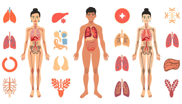 A minimalist illustration depicting human anatomy, focusing on the circulatory system and leg structure. Ideal for educational materials, health artic
