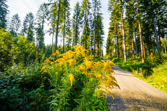 Landscape with forests near Lake Vogtland. Nature near Auerbach in the Vogtland region.
