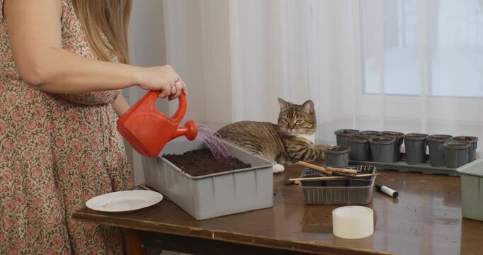 Young woman in a floral dress is watering freshly planted seeds in a container with a red watering can, while her cute tabby cat curiously watches the gardening process from the table.