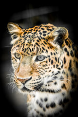 Fototapeta premium Portrait of a leopard. Close-up of a Chinese leopard. 