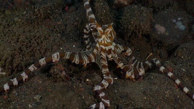 Wunderpus Octopus (Wunderpus photogenicus) foraging on sandy seabed, probing with arms while moving in real-time. 4K UHD macro footage, ambient sound.