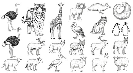 Animal Drawing Collection of Wild and Domestic Creatures in Monochrome Line Art © Choate