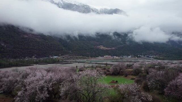 Drone view of village in Bomi County, Nyingchi, Tibet, China. Beautiful pink peach blossoms with snow covered mountains and white belt clouds background. 4k real time footage, travel concept.