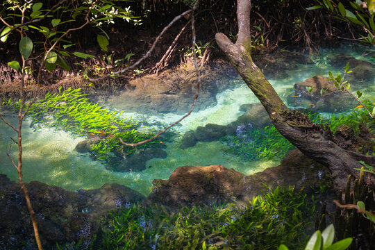 Tha Pom Klong Song Nam is a natural study area featuring ancient mangrove trees, an emerald green stream. The water originates from a swamp forest on the mountain and flows into the Andaman Sea, Krabi
