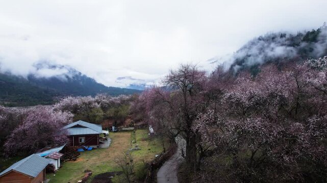 Drone view of village in Bomi County, Nyingchi, Tibet, China. Beautiful pink peach blossoms with snow covered mountains and white belt clouds background. 4k real time footage, travel concept.