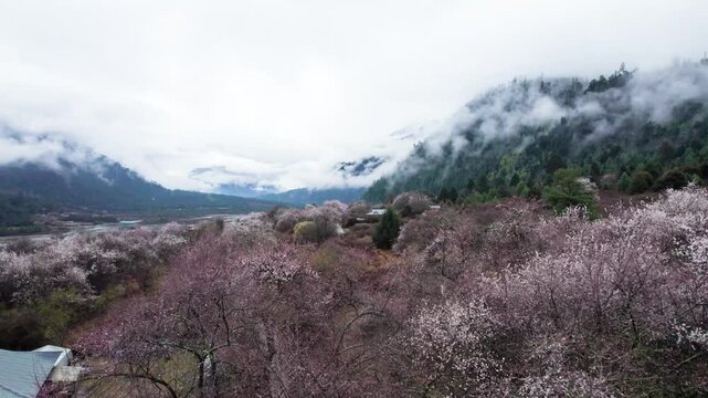 Drone view of village in Bomi County, Nyingchi, Tibet, China. Beautiful pink peach blossoms with snow covered mountains and white belt clouds background. 4k real time footage, travel concept.