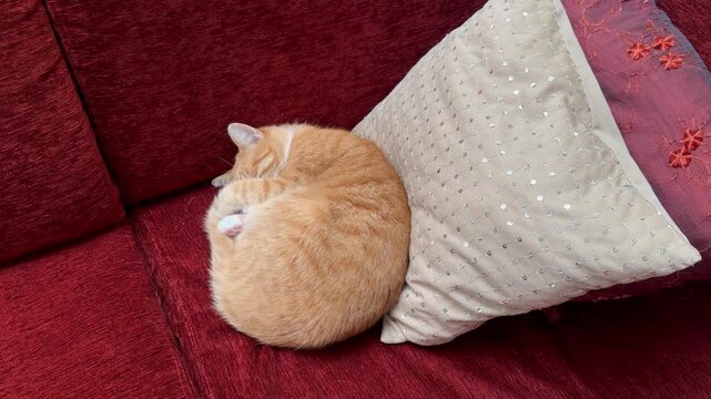 Cat sleeping on a sofa