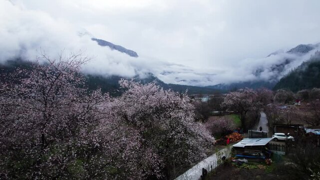 Drone view of village in Bomi County, Nyingchi, Tibet, China. Beautiful pink peach blossoms with snow covered mountains and white belt clouds background. 4k real time footage, travel concept.