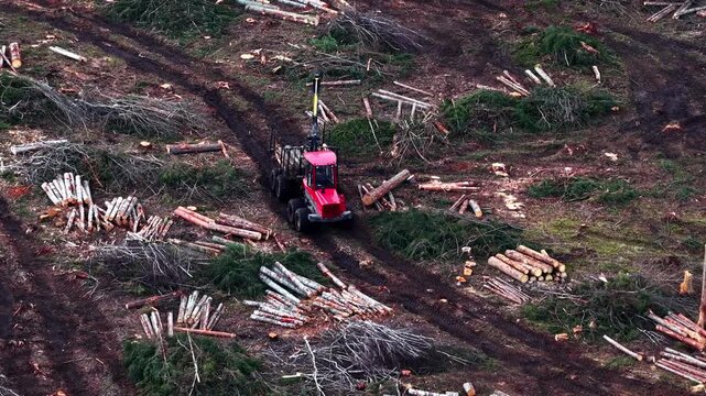 Logging machine loading cut timber logs onto trailer in deforested area