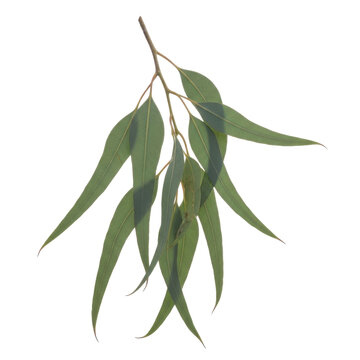 Fresh green eucalyptus branch with lanceolate leaves isolated on a white background