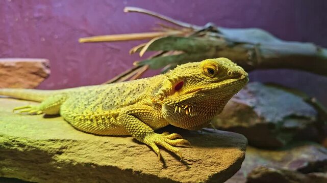 Bearded dragon lowers head and catches insect with tongue inside terrarium
