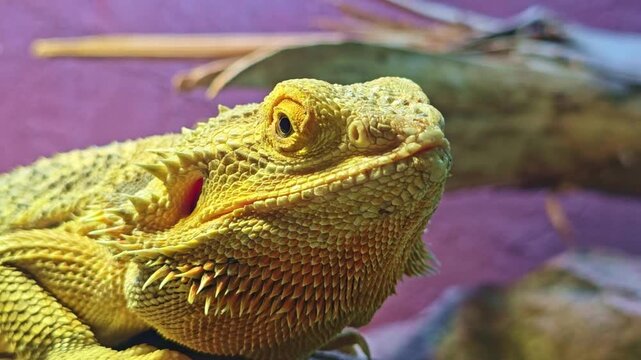 Close up of bearded dragon head showing eye detail and breathing movement