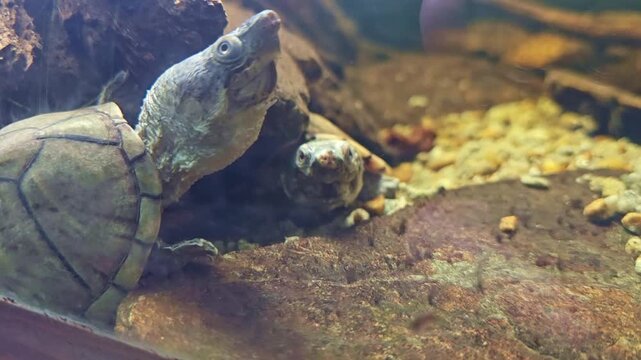 Chinese softshell turtle moves head underwater with another turtle in aquarium