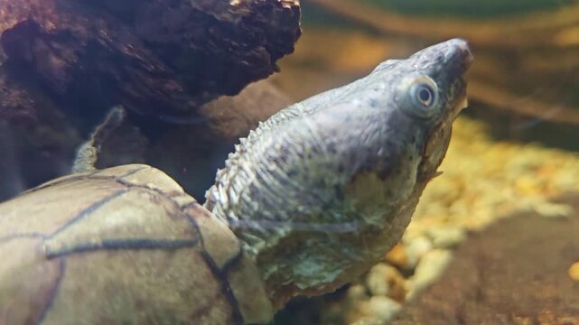 Close up of Chinese softshell turtle moving head underwater in aquarium