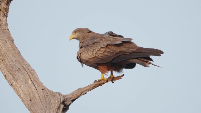 Yellow-billed kite perched on dead tree branch as wind ruffles feathers, close-up wildlife behavior in Kruger National Park, South Africa, against pale sky.