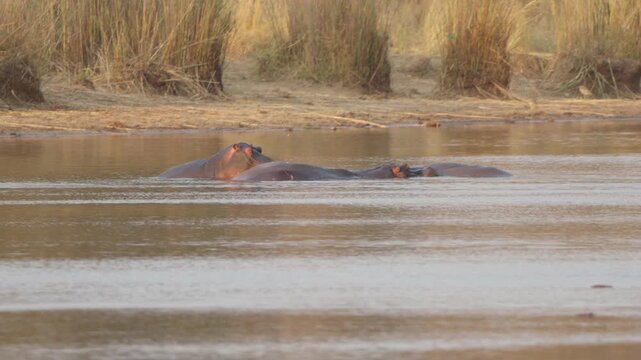 
Two hippos (Hippopotamus amphibius) wallow in a calm river, barely breaking the surface, with reed beds lining the bank. Slow motion wildlife footage, Kruger National Park.