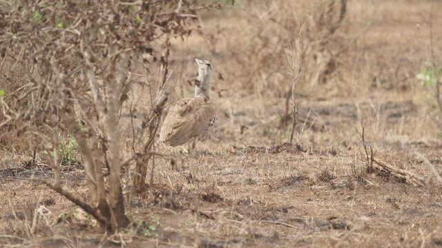 A kori bustard (Ardeotis kori) walks purposefully towards the camera through dry scrubland in Kruger National Park, South Africa. Slow motion wildlife footage, dry season.