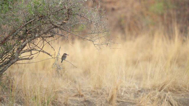 A brown-hooded kingfisher (Halcyon albiventris) rests on a slender branch amid dry golden grassland in Kruger National Park, South Africa. Slow motion wildlife footage.