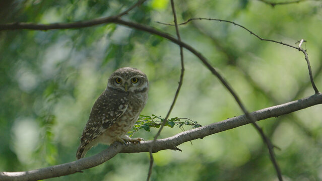 Spotted Owlet perched on a branch