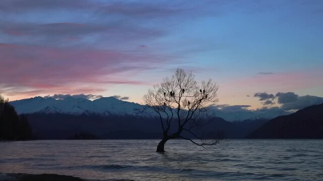 That Wānaka Tree Lake Wānaka southern Otago region New Zealand famous Wanaka NZ willow tree winter sunset golden hour nature landscape birds perched on branches snow covered Southern Alps mountains