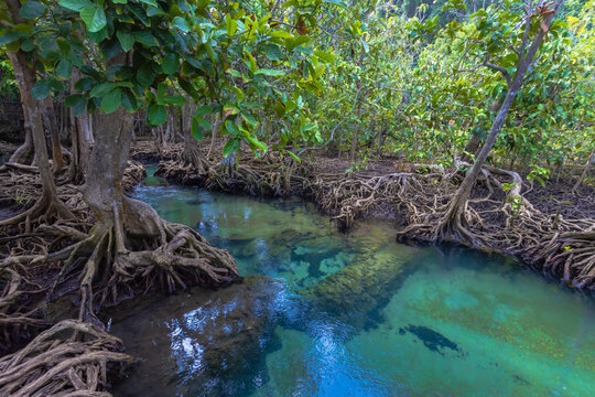 Tha Pom Klong Song Nam is a natural study area featuring ancient mangrove trees, an emerald green stream. The water originates from a swamp forest on the mountain and flows into the Andaman Sea, Krabi