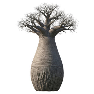 Isolated Baobab Tree with Leafless Branches on White Background - 3D Render Illustration of African Bottle Tree