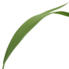 Fototapeta premium Fresh green rice plant leaf isolated on white background vector illustration