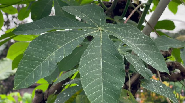 Cassava Leaves After Rain with Water Droplets in Natural Light