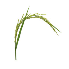 Obraz premium Fresh green rice plant sprouting growth agriculture vector illustration
