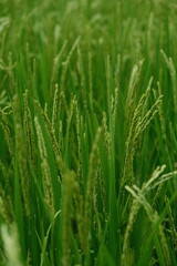 Fototapeta premium Vibrant Green Rice Seed Heads Closeup