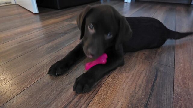 Adorable Chocolate Labrador Puppy Lying Indoors and Playing with a Toy, Cute Pet Dog. Playful Puppy
